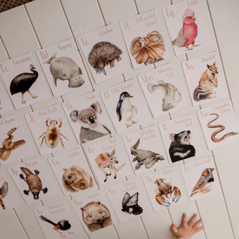 
                  
                    Alphabet Flash Cards - Australian Animals
                  
                