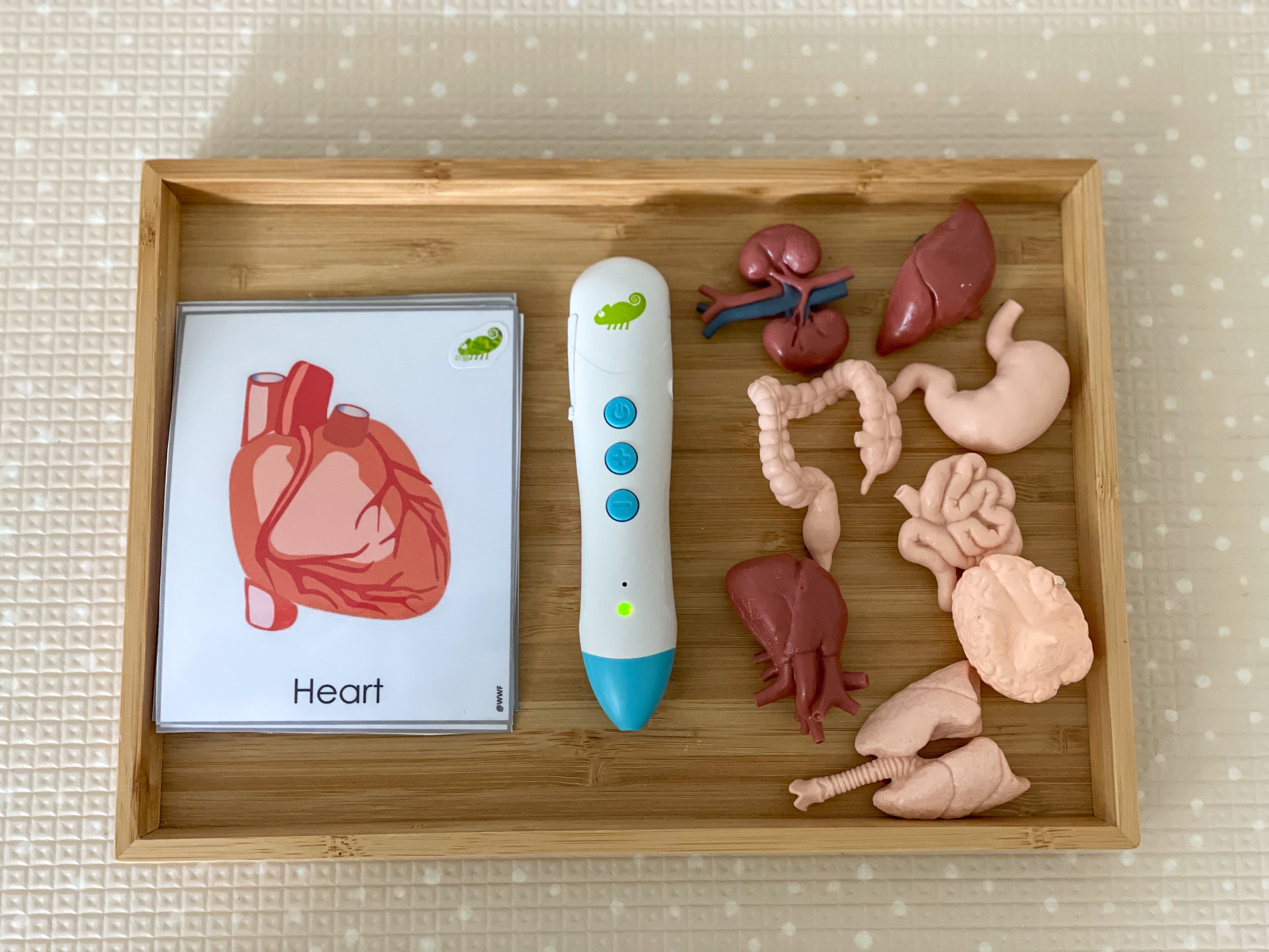 Chameleon Reader 知育玩具 Chameleon Reader 知育玩具